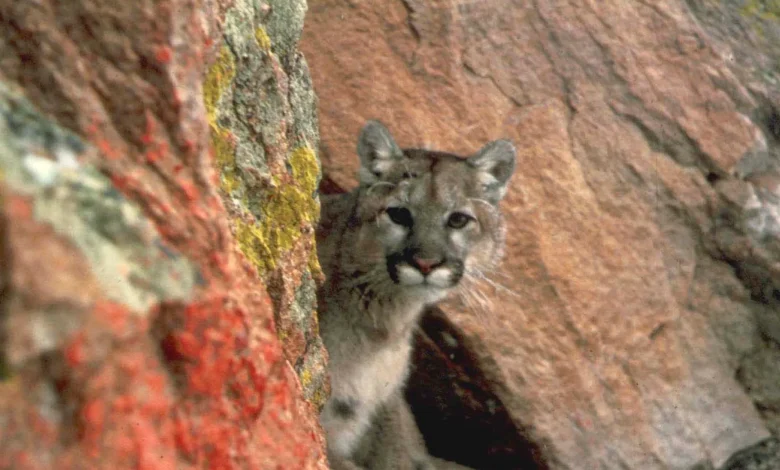 mountain lion killed in oceanside