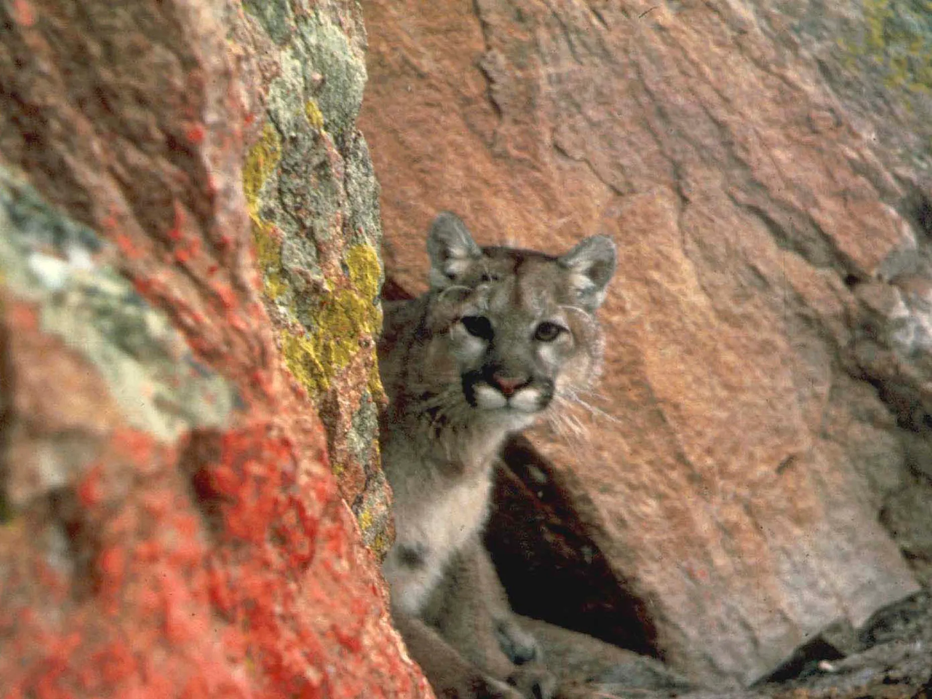 mountain lion killed in oceanside